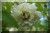 Rosa Banksiae
